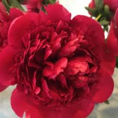 images (1)8
